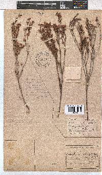 Erica brevifolia image