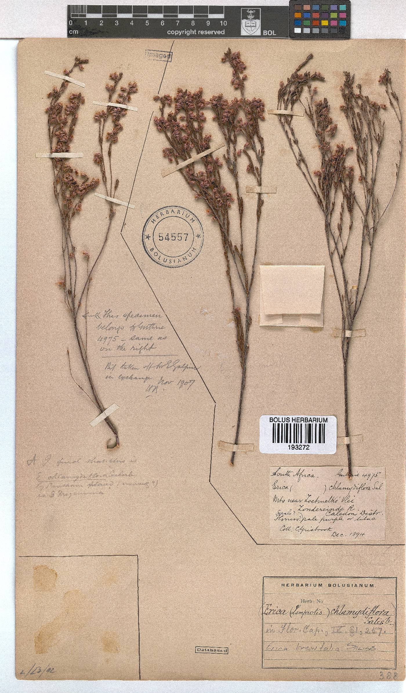 Erica brevifolia image