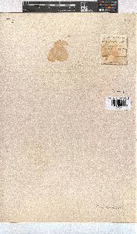 Erica fimbriata image