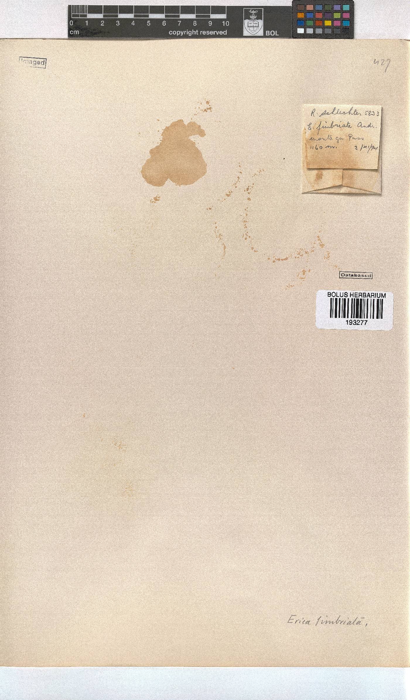 Erica fimbriata image