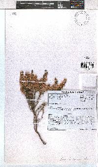 Erica fimbriata image