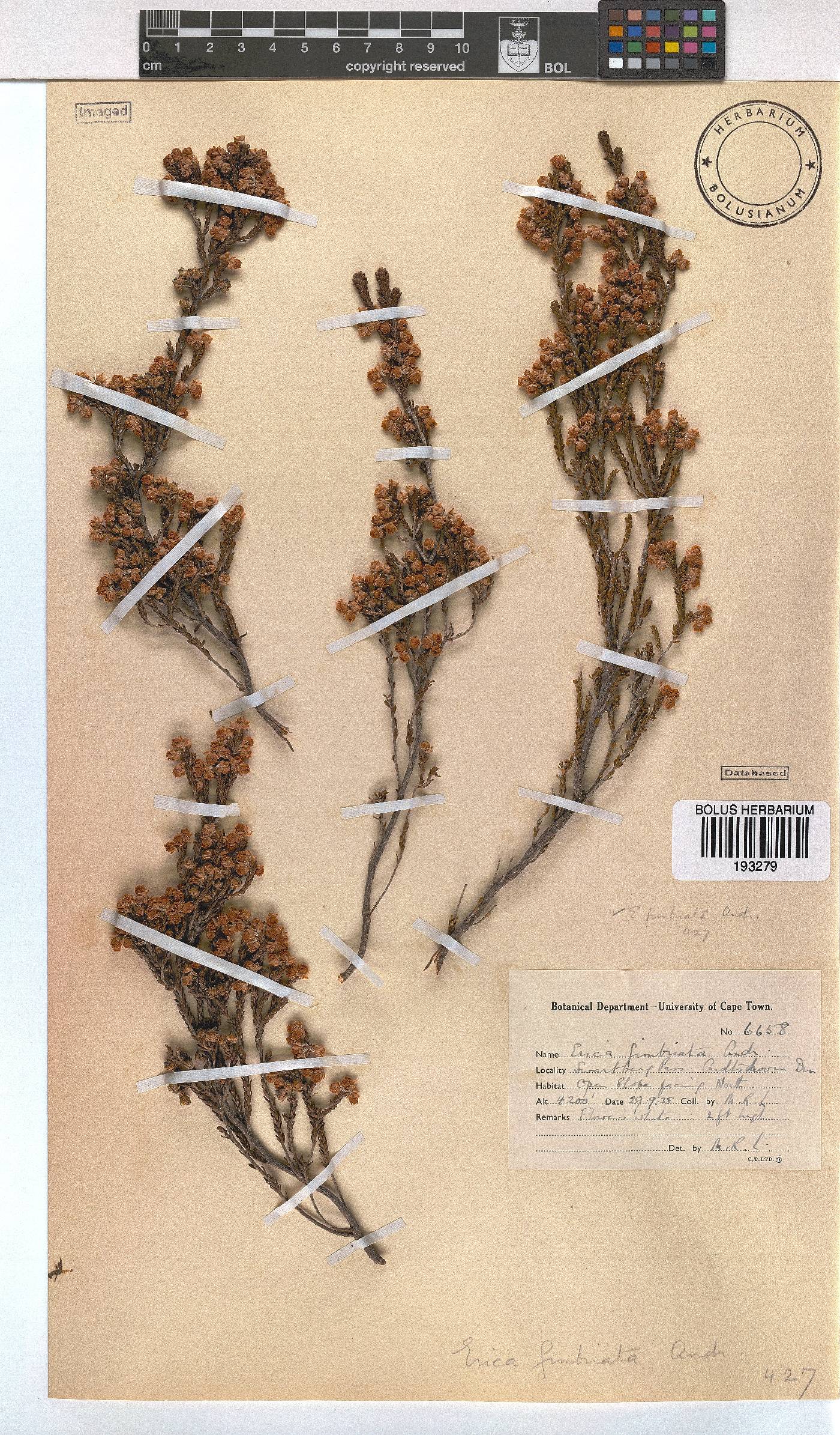 Erica fimbriata image