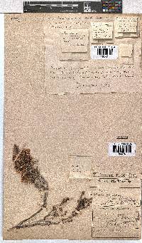 Erica fimbriata image