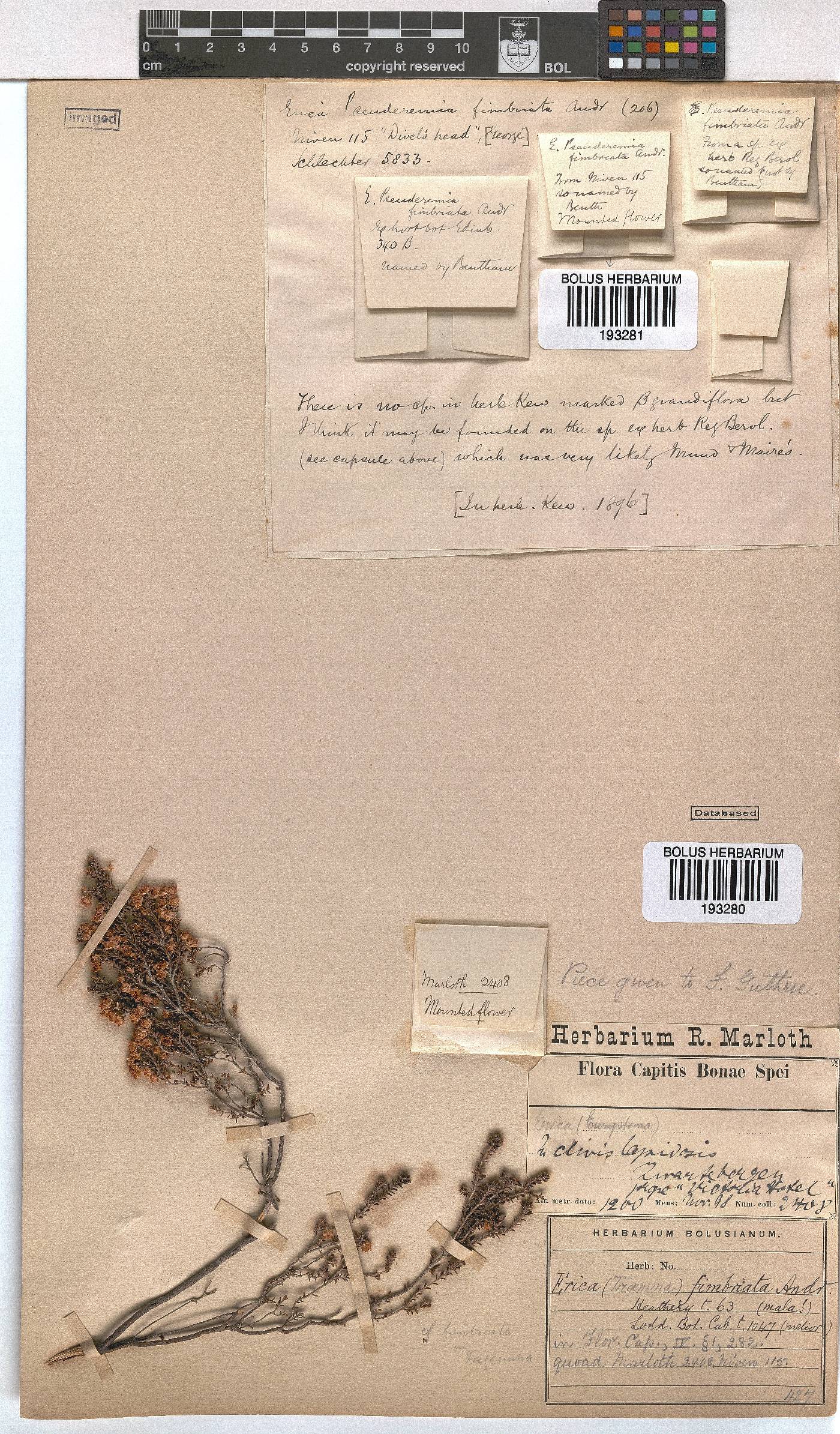 Erica fimbriata image