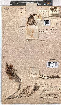 Erica fimbriata image