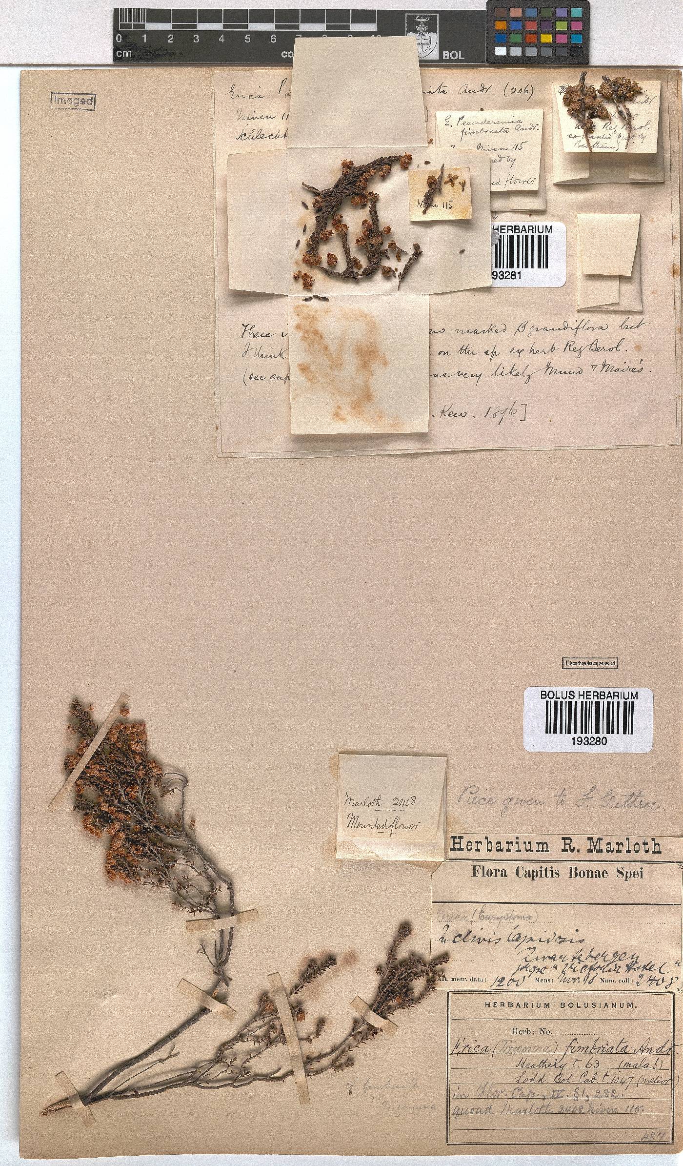 Erica fimbriata image