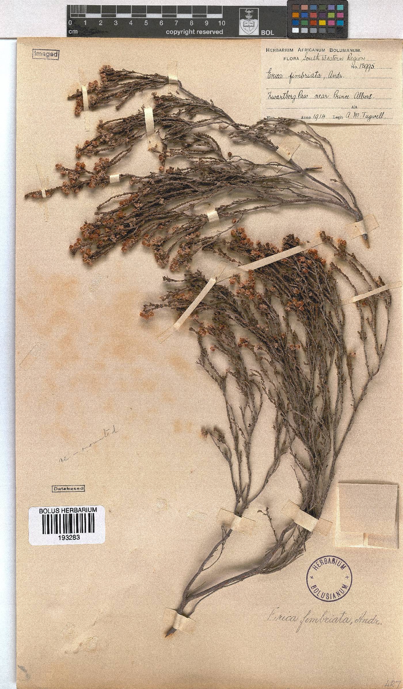 Erica fimbriata image