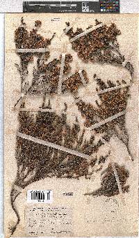 Erica fimbriata image