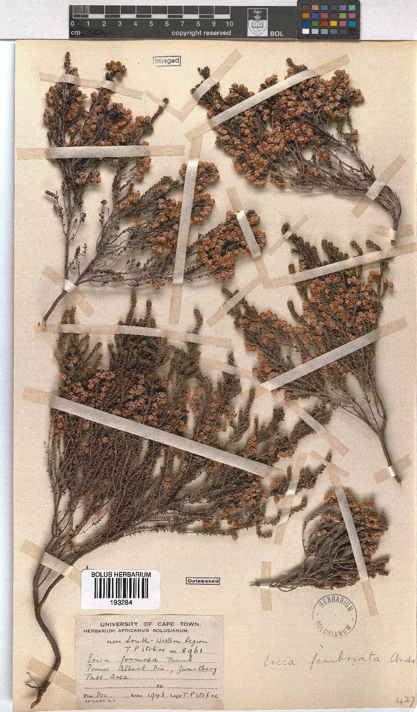 Erica fimbriata image