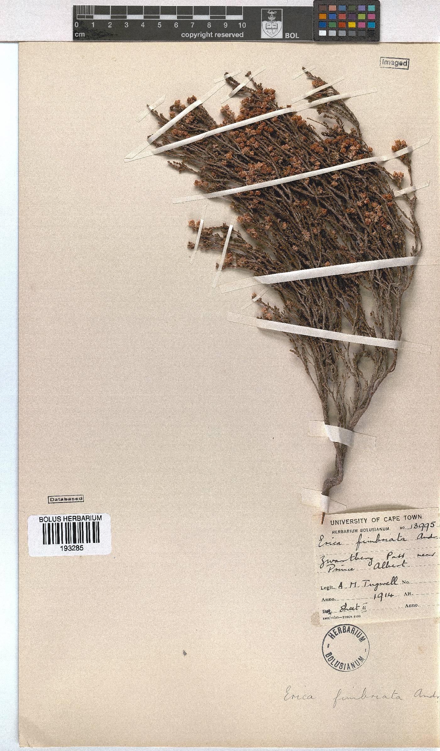 Erica fimbriata image