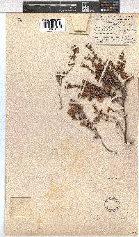 Erica fimbriata image