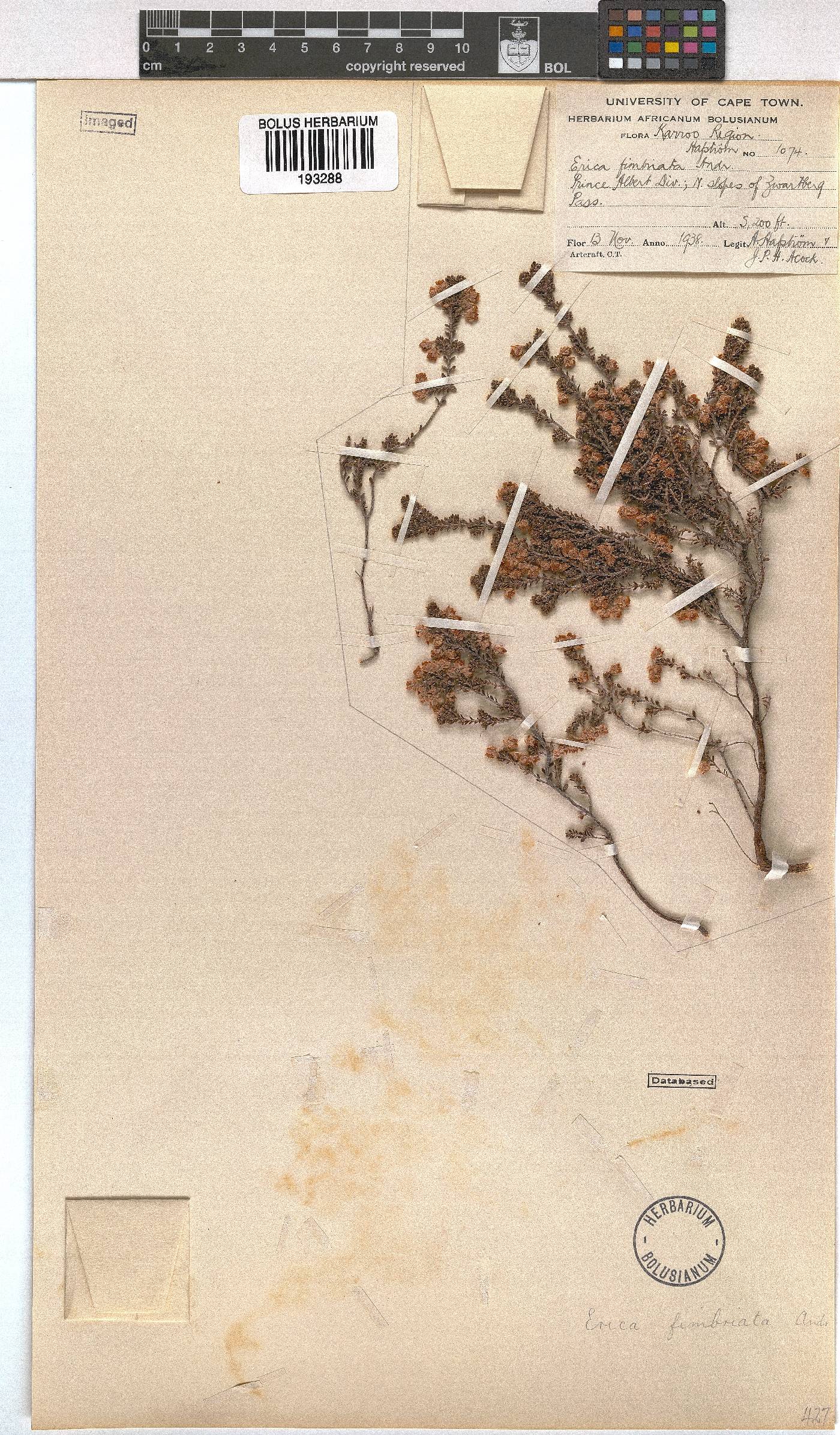 Erica fimbriata image