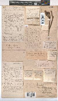 Erica lycopodiastrum image