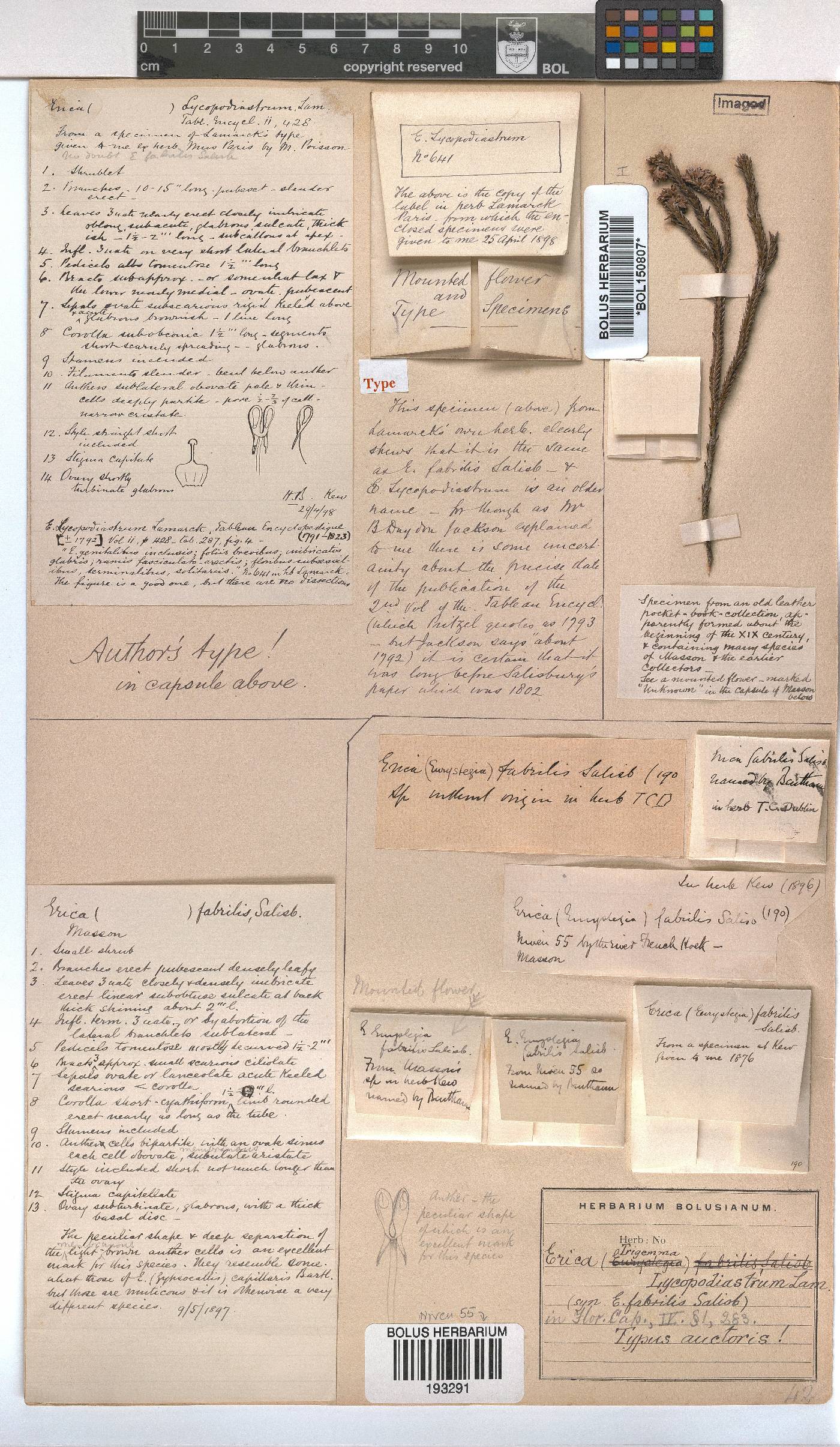 Erica lycopodiastrum image