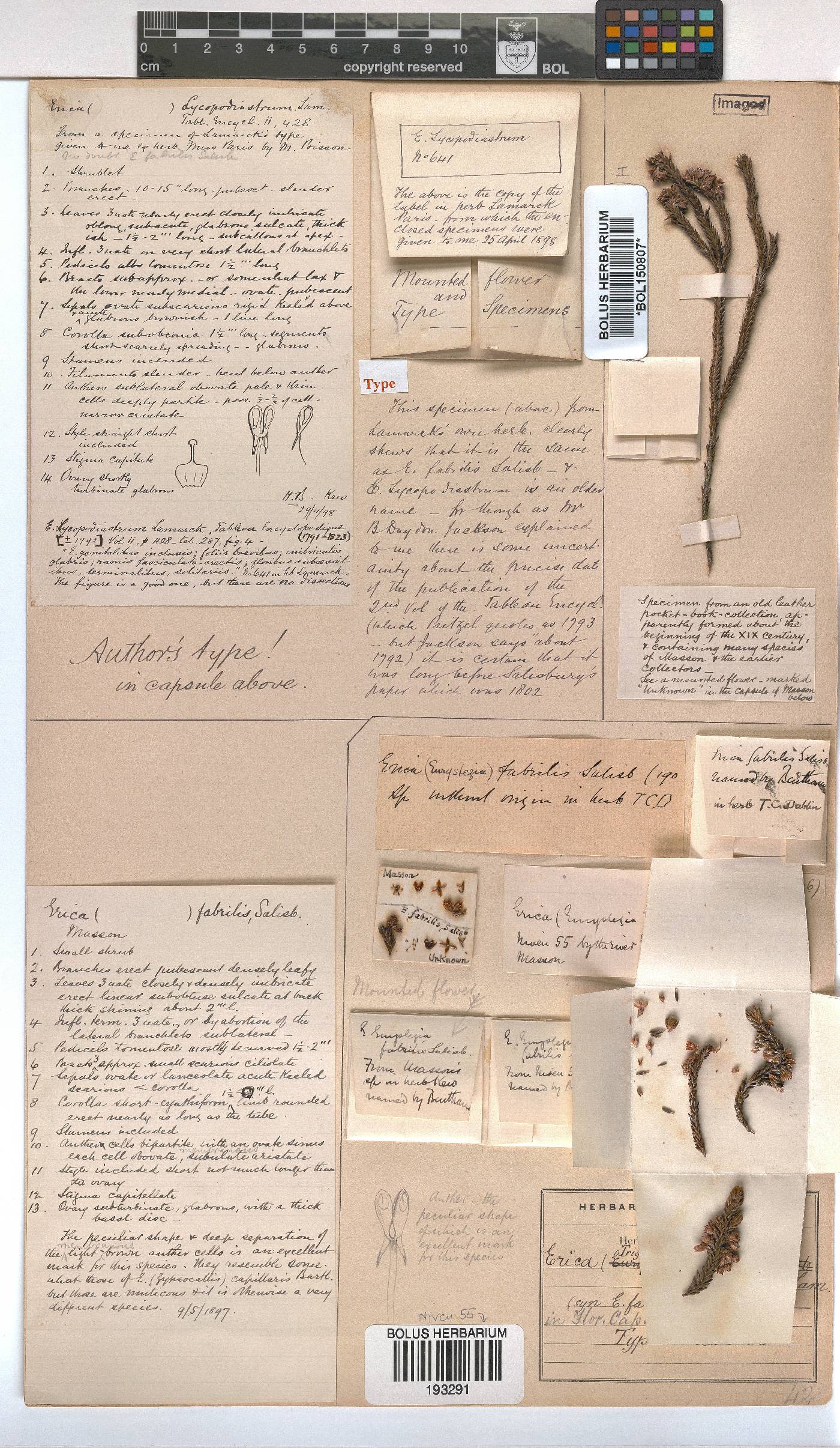 Erica lycopodiastrum image