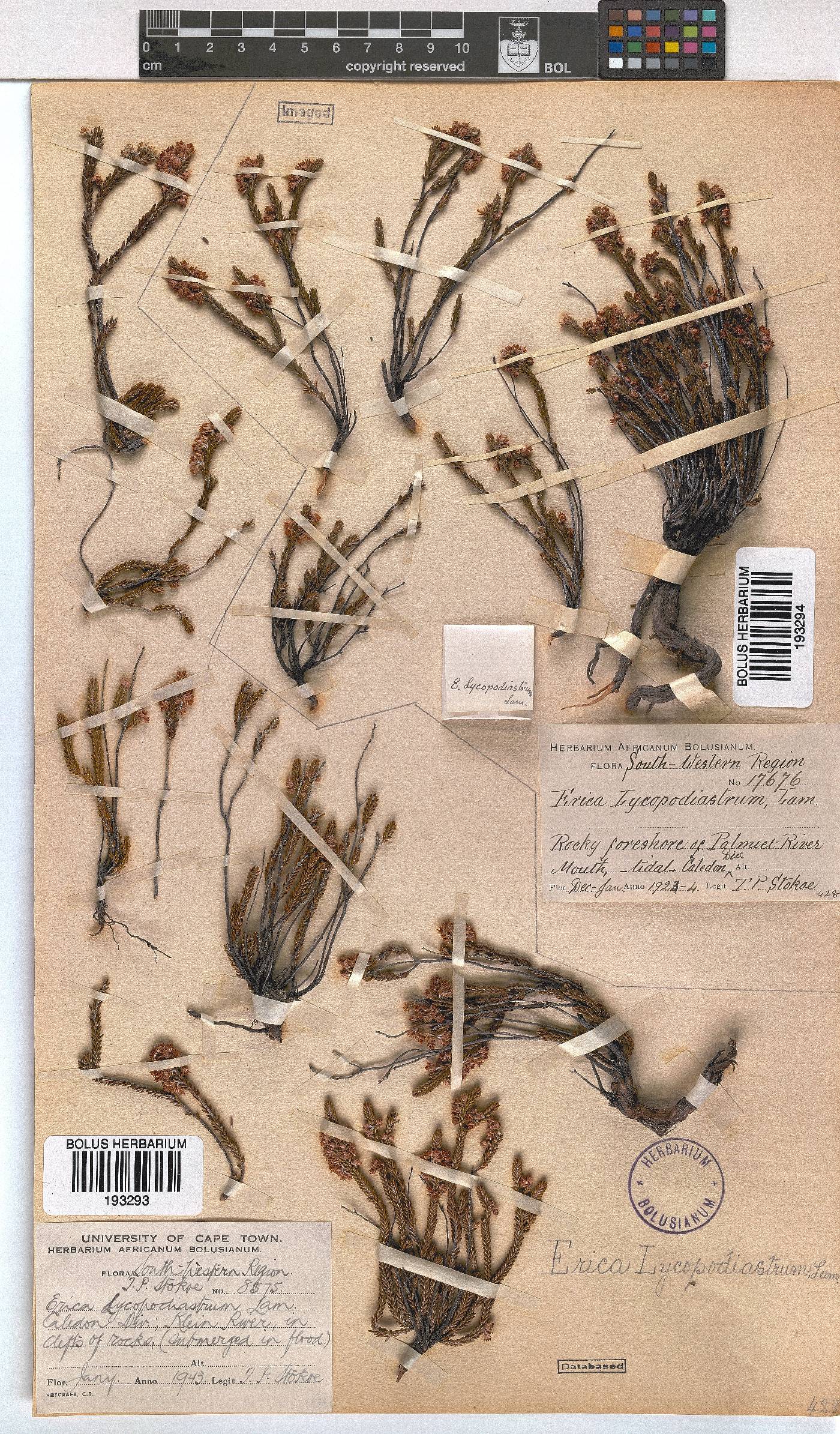 Erica lycopodiastrum image