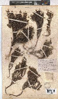 Erica costatisepala image