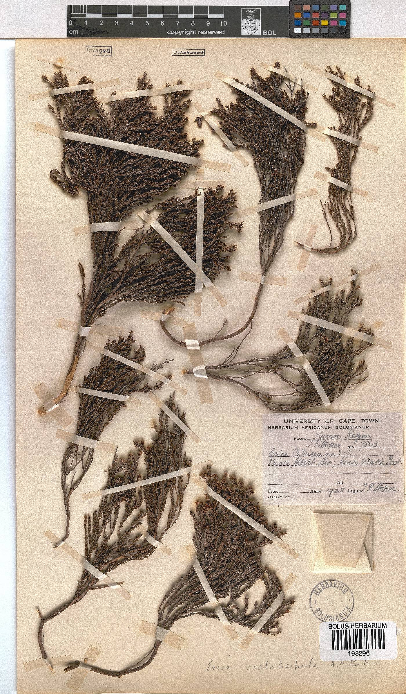 Erica costatisepala image