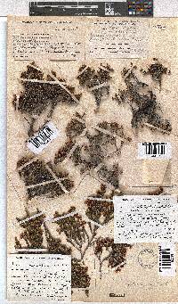 Erica costatisepala image