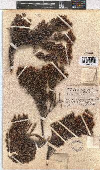 Erica altevivens image