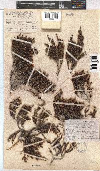 Erica altevivens image