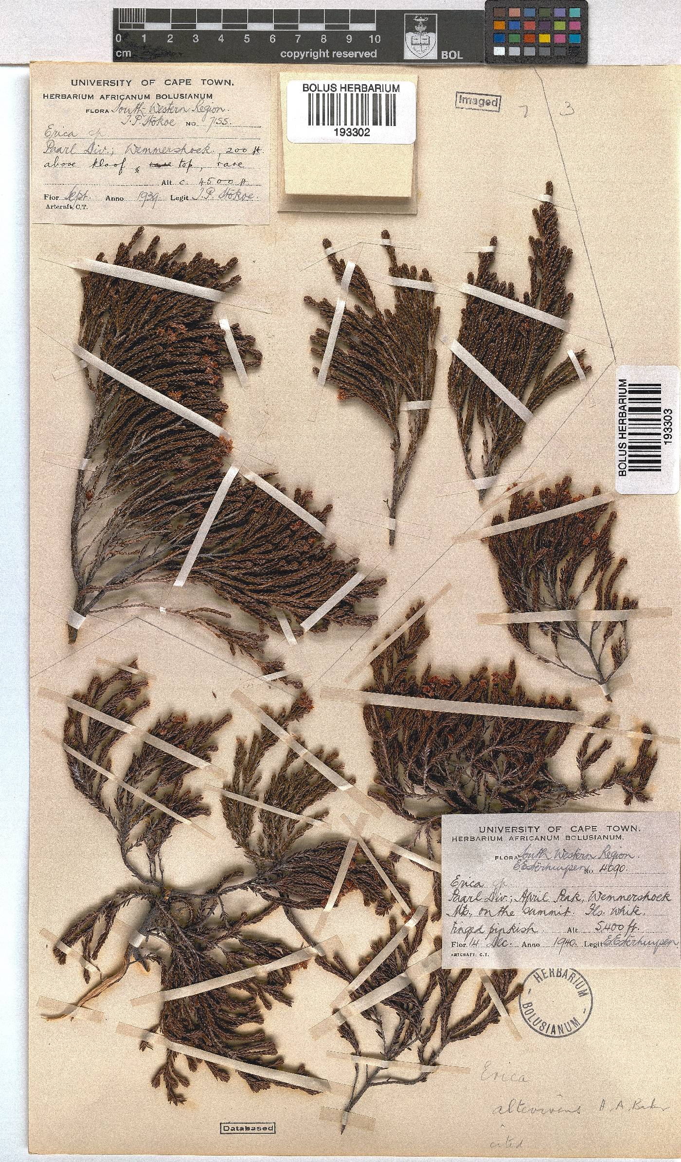 Erica altevivens image