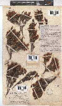 Erica altevivens image