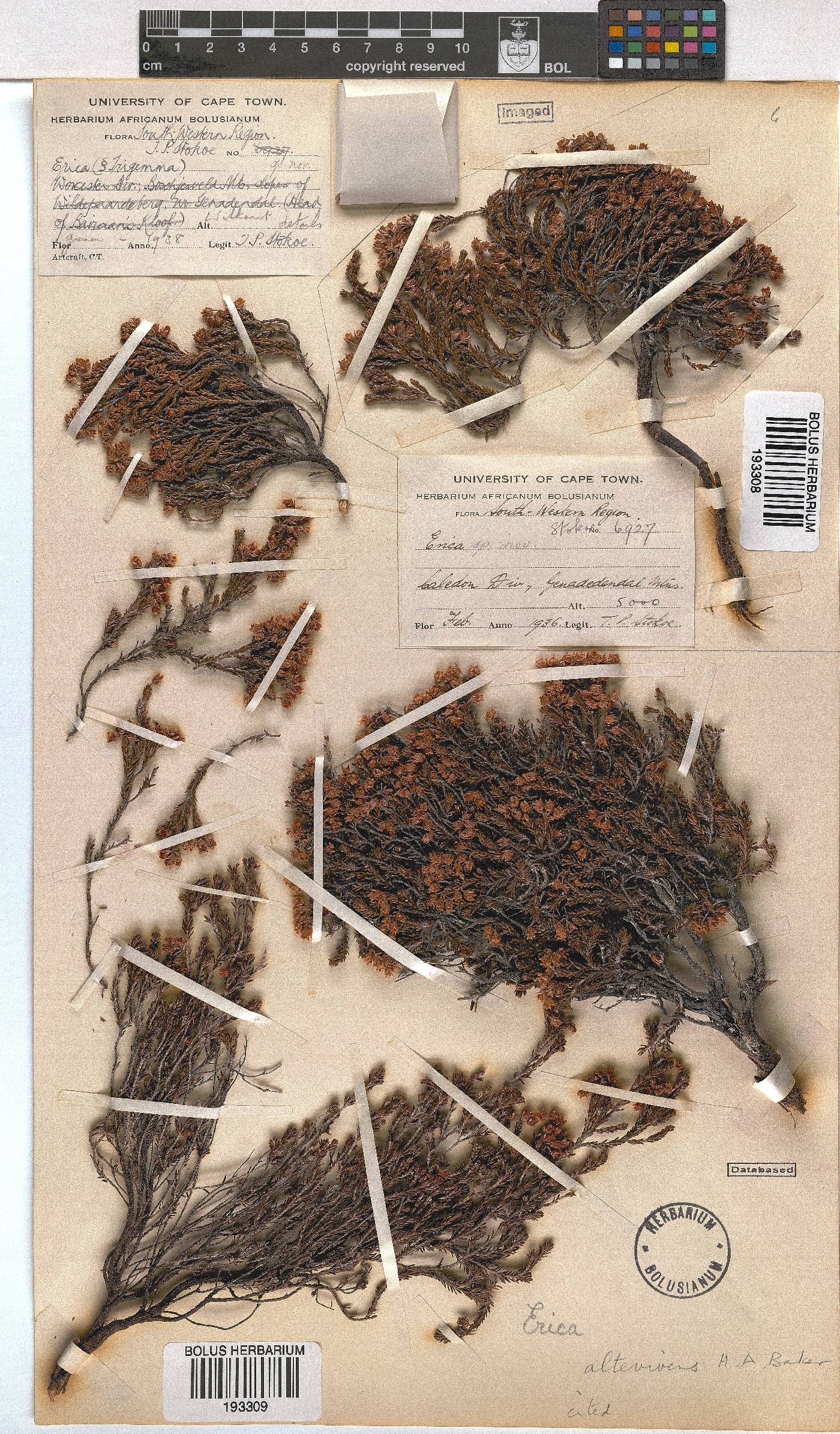 Erica altevivens image