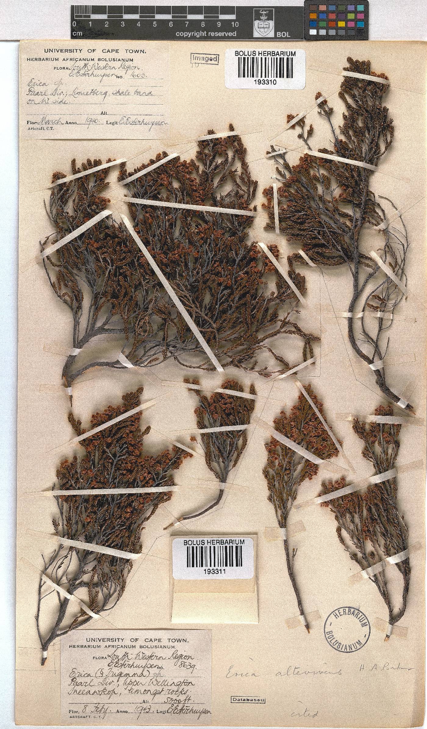 Erica altevivens image