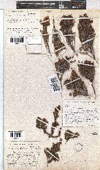 Erica altevivens image