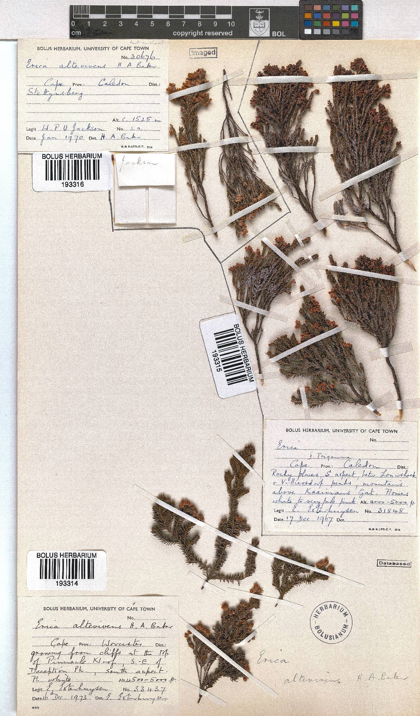 Erica altevivens image