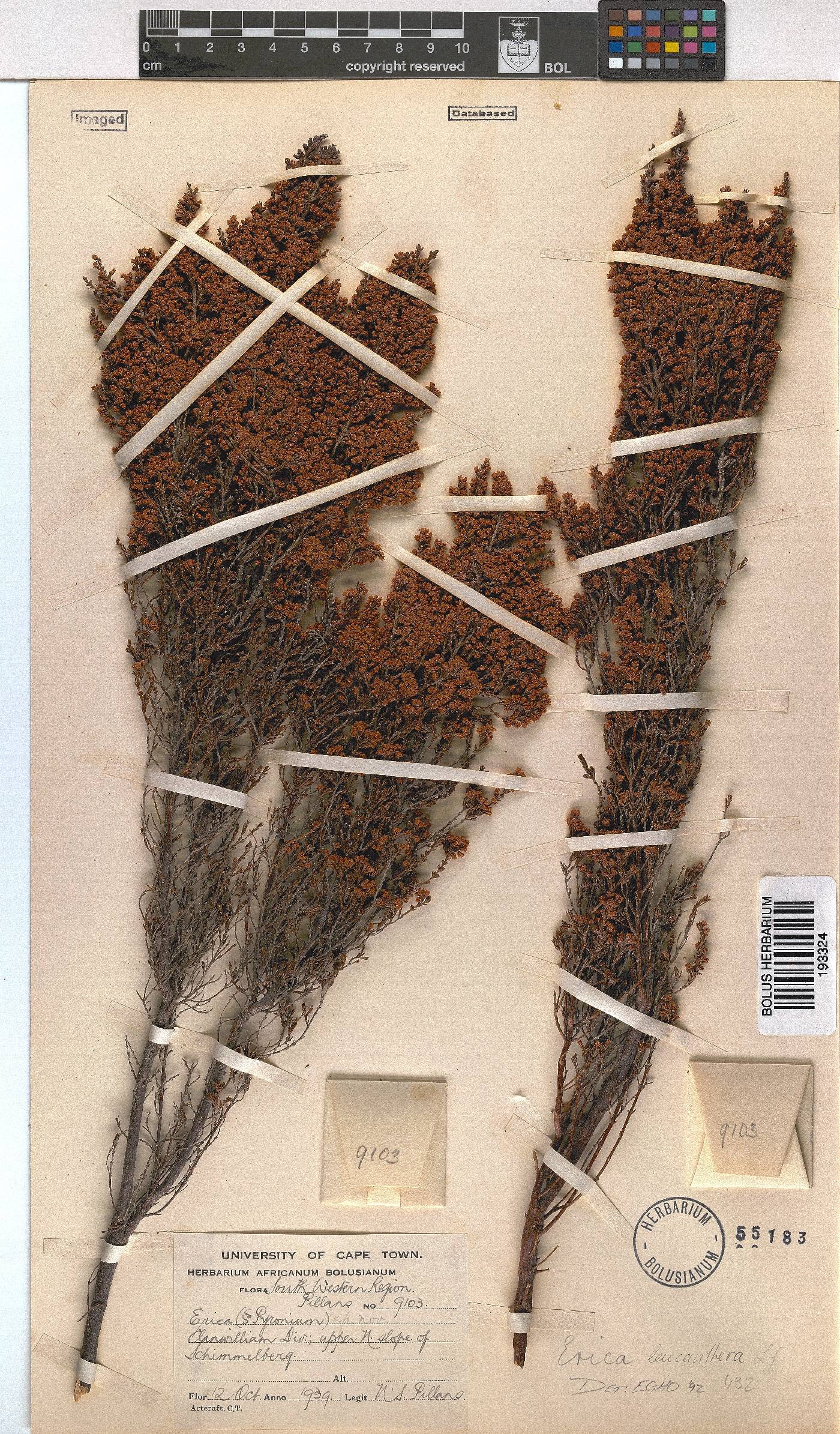 Erica leucanthera image