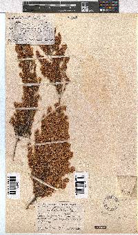 Erica leucanthera image