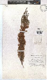 Erica leucanthera image