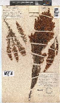 Erica leucanthera image