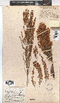 Erica leucanthera image