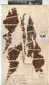 Erica leucanthera image