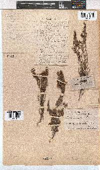 Erica leucanthera image