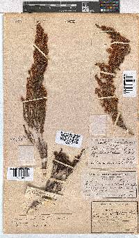 Erica leucanthera image