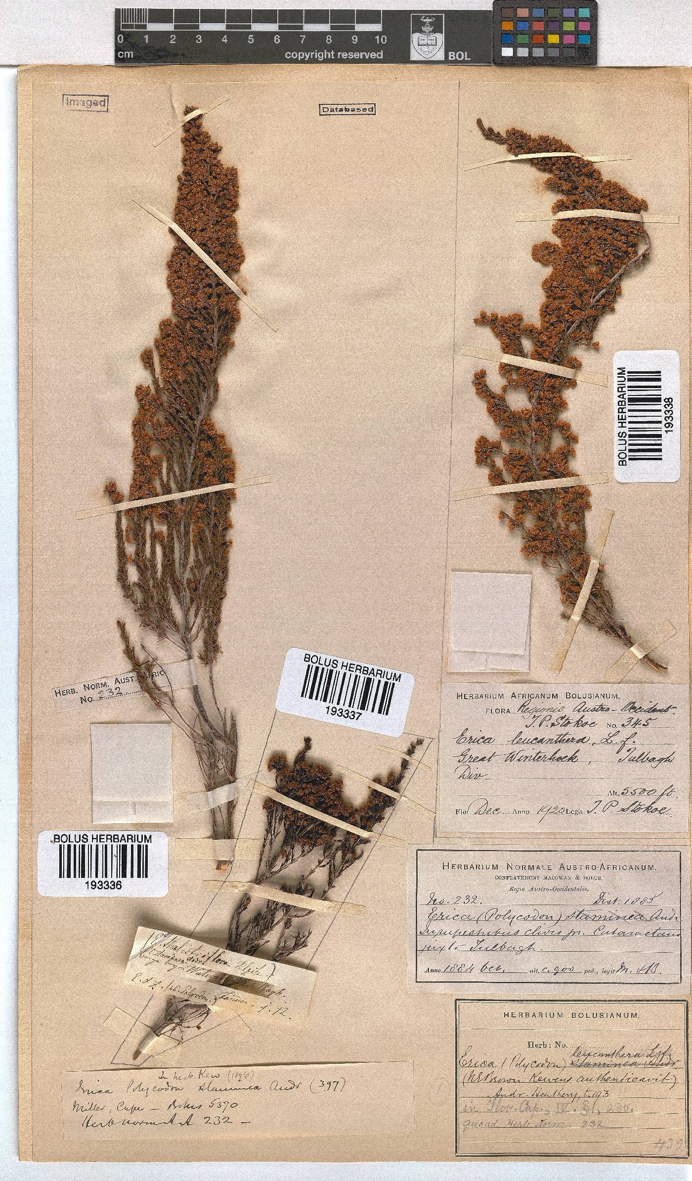 Erica leucanthera image