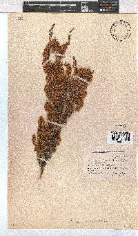 Erica leucanthera image