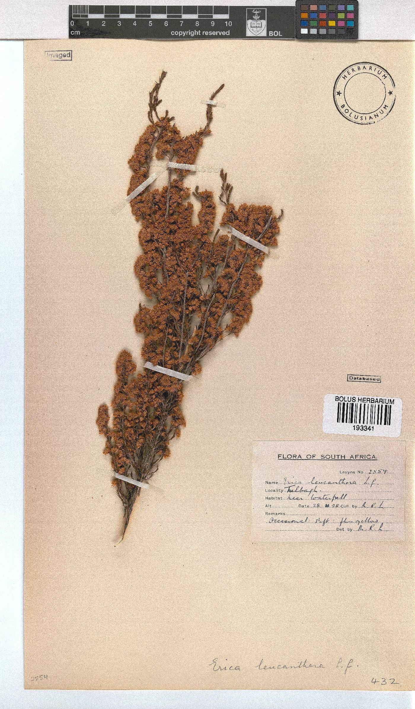 Erica leucanthera image