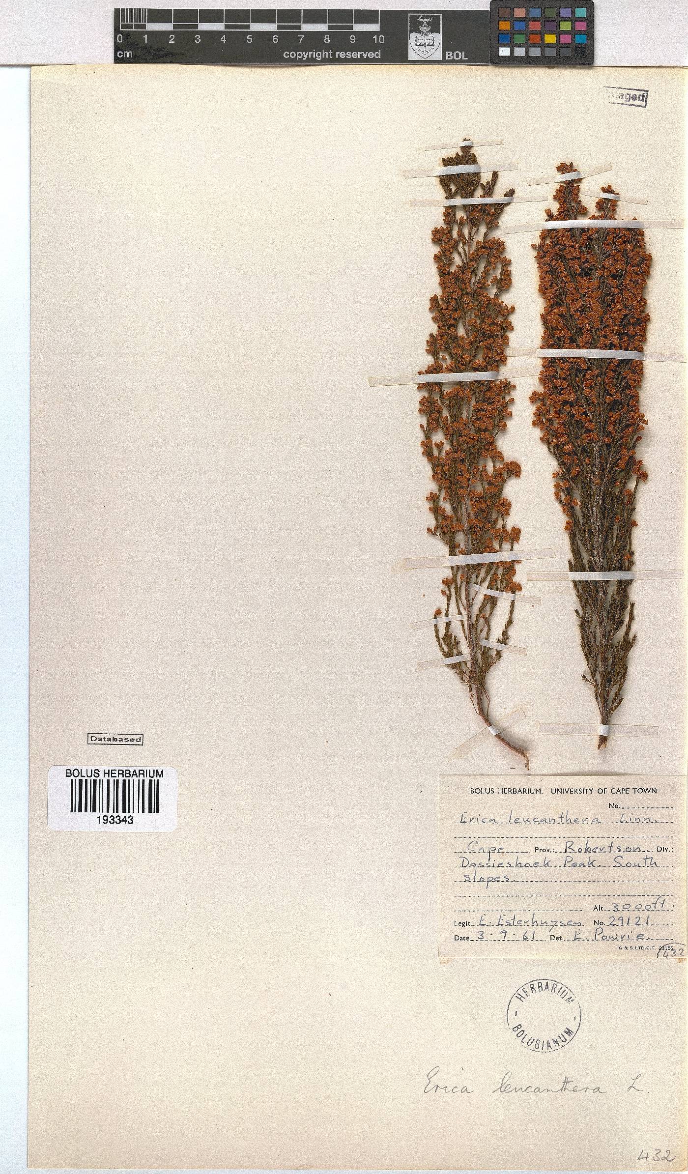 Erica leucanthera image