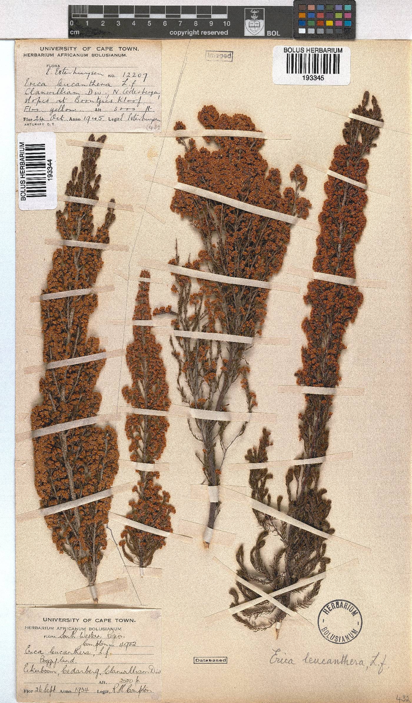 Erica leucanthera image