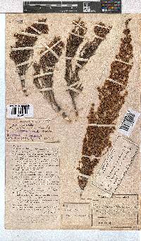 Erica leucanthera image