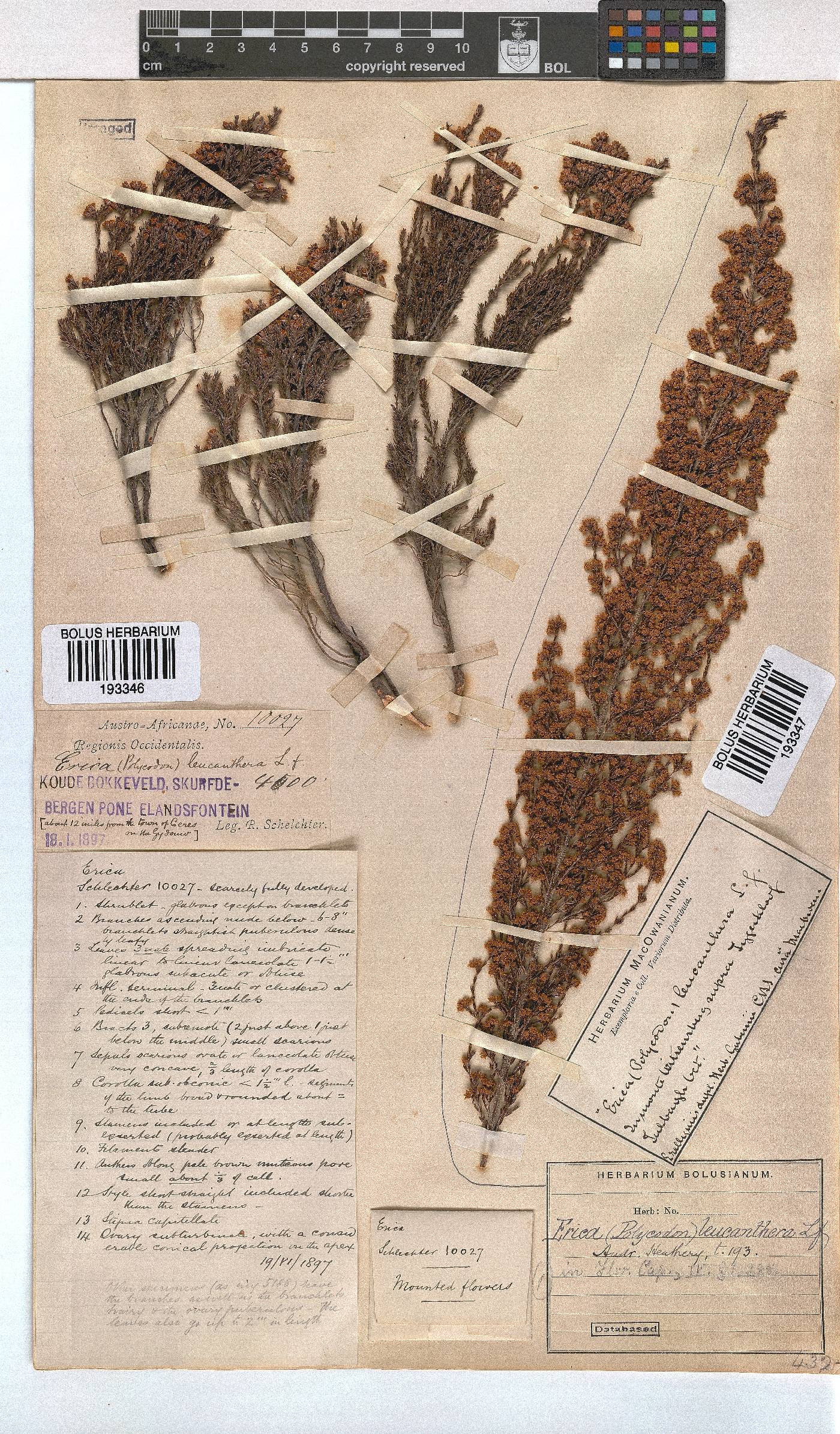 Erica leucanthera image