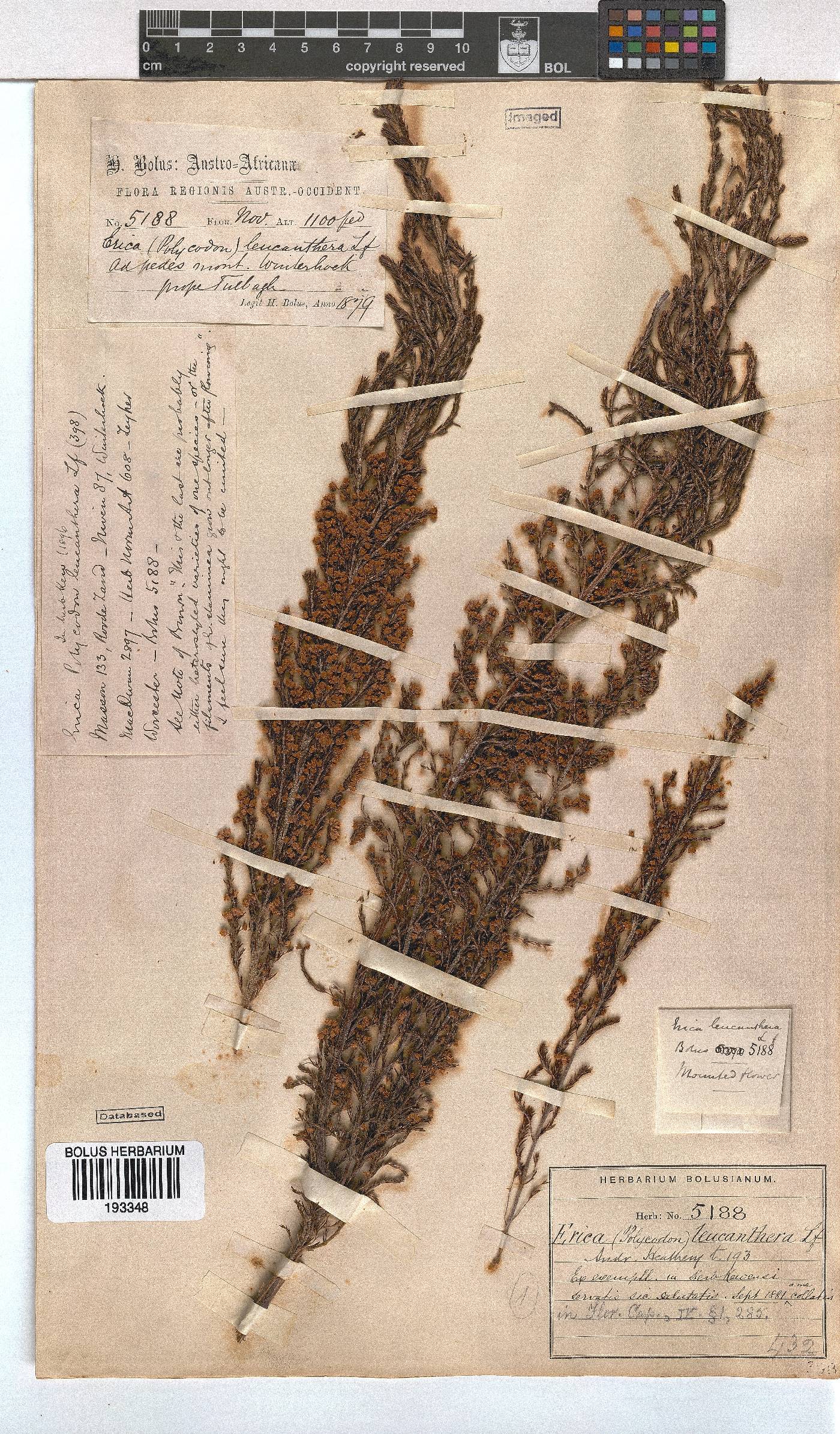 Erica leucanthera image