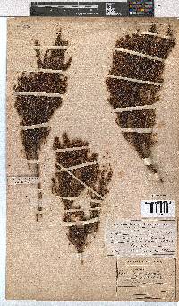 Erica leucanthera image