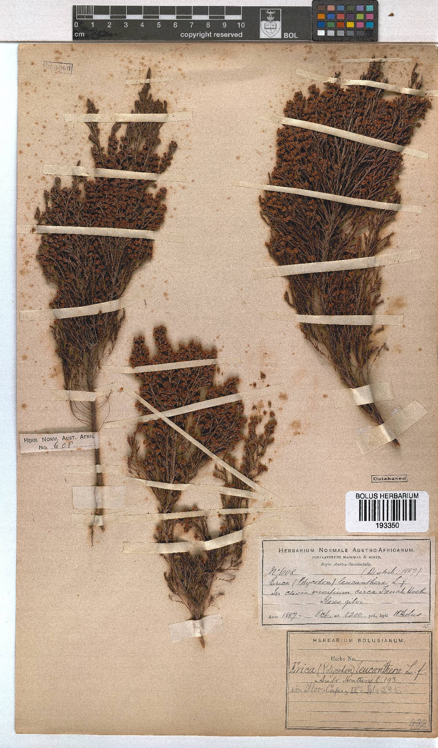 Erica leucanthera image