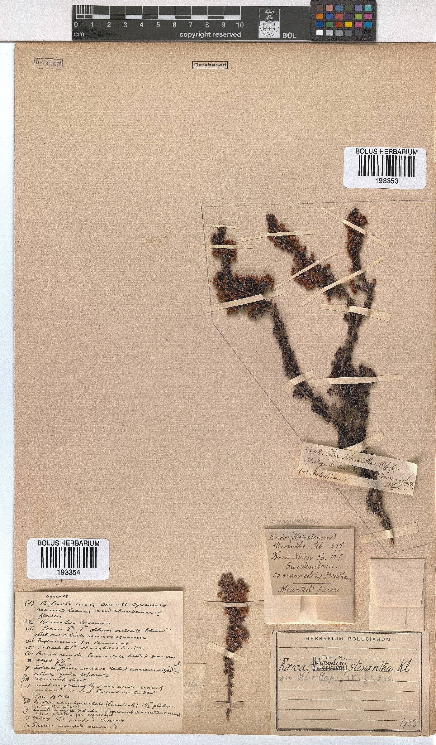 Erica stenantha image